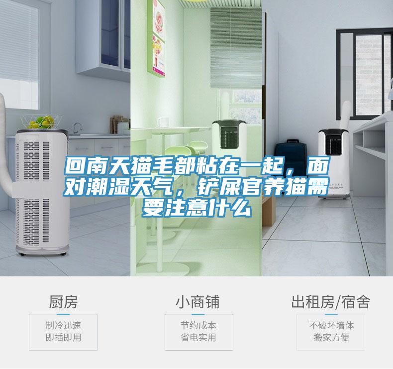 回南天貓毛都粘在一起，面對潮濕天氣，鏟屎官養(yǎng)貓需要注意什么